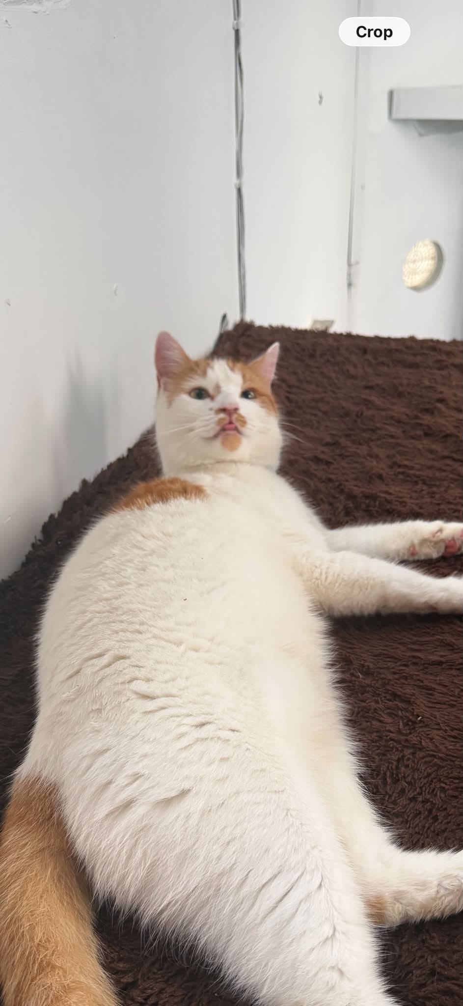 Lost Cat in Wasaga Beach