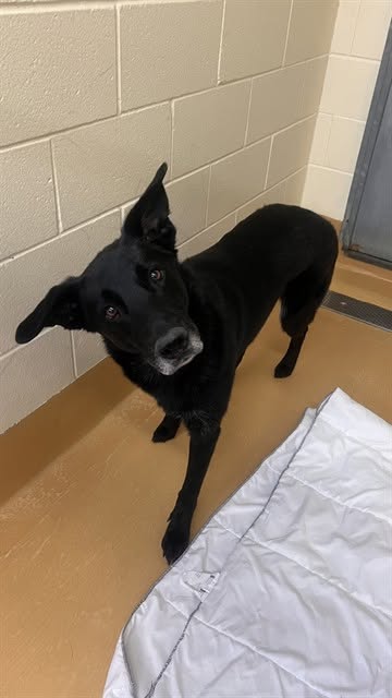Found dog
