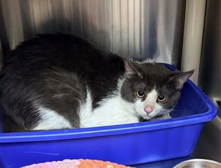 Found cat