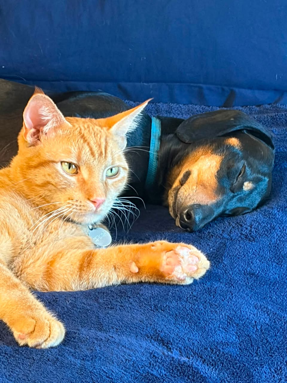 Lost Cat in Darrington And Roslyn
