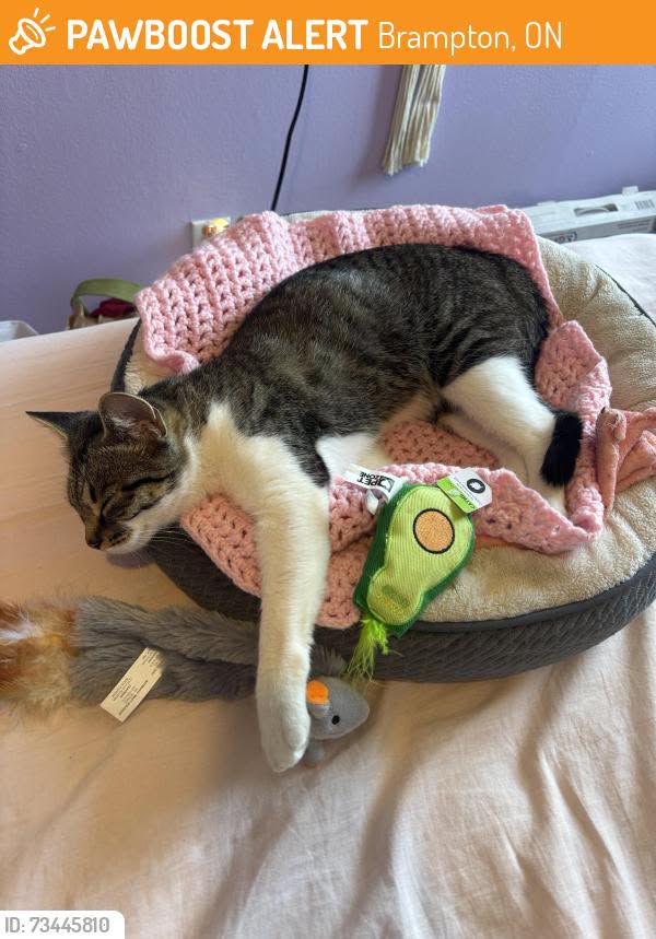 Lost Cat in Brampton