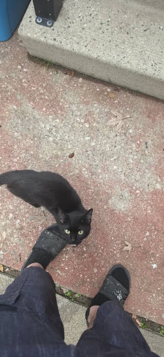 Found cat