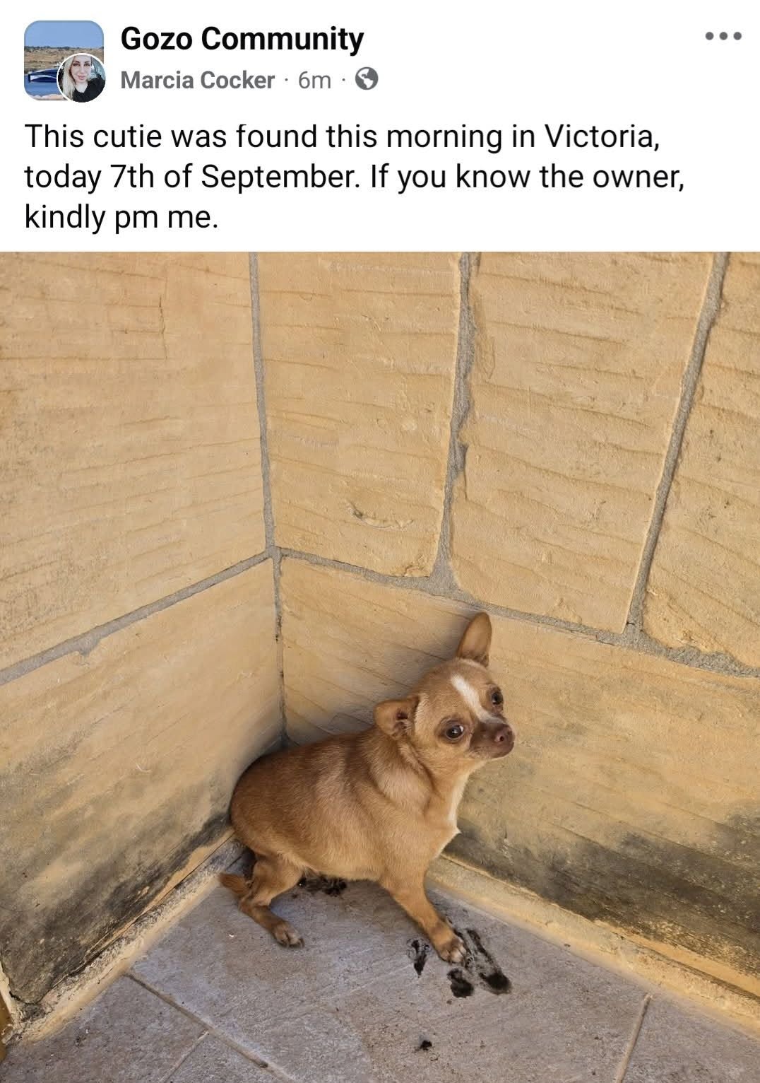 Found dog
