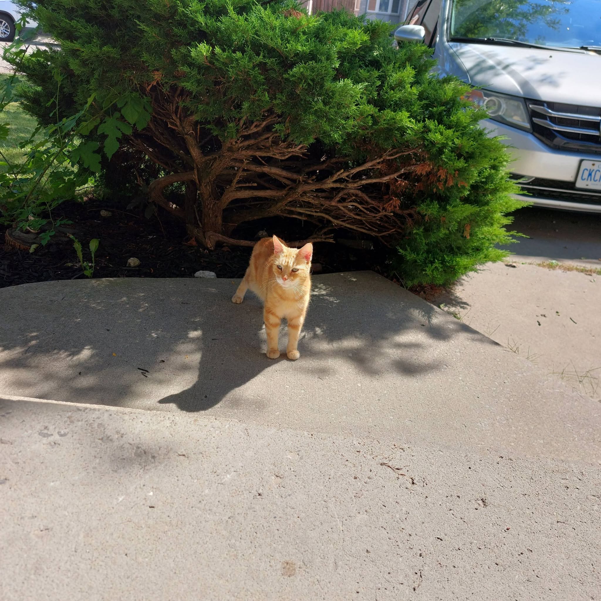 Found cat