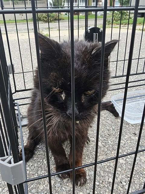 Found cat