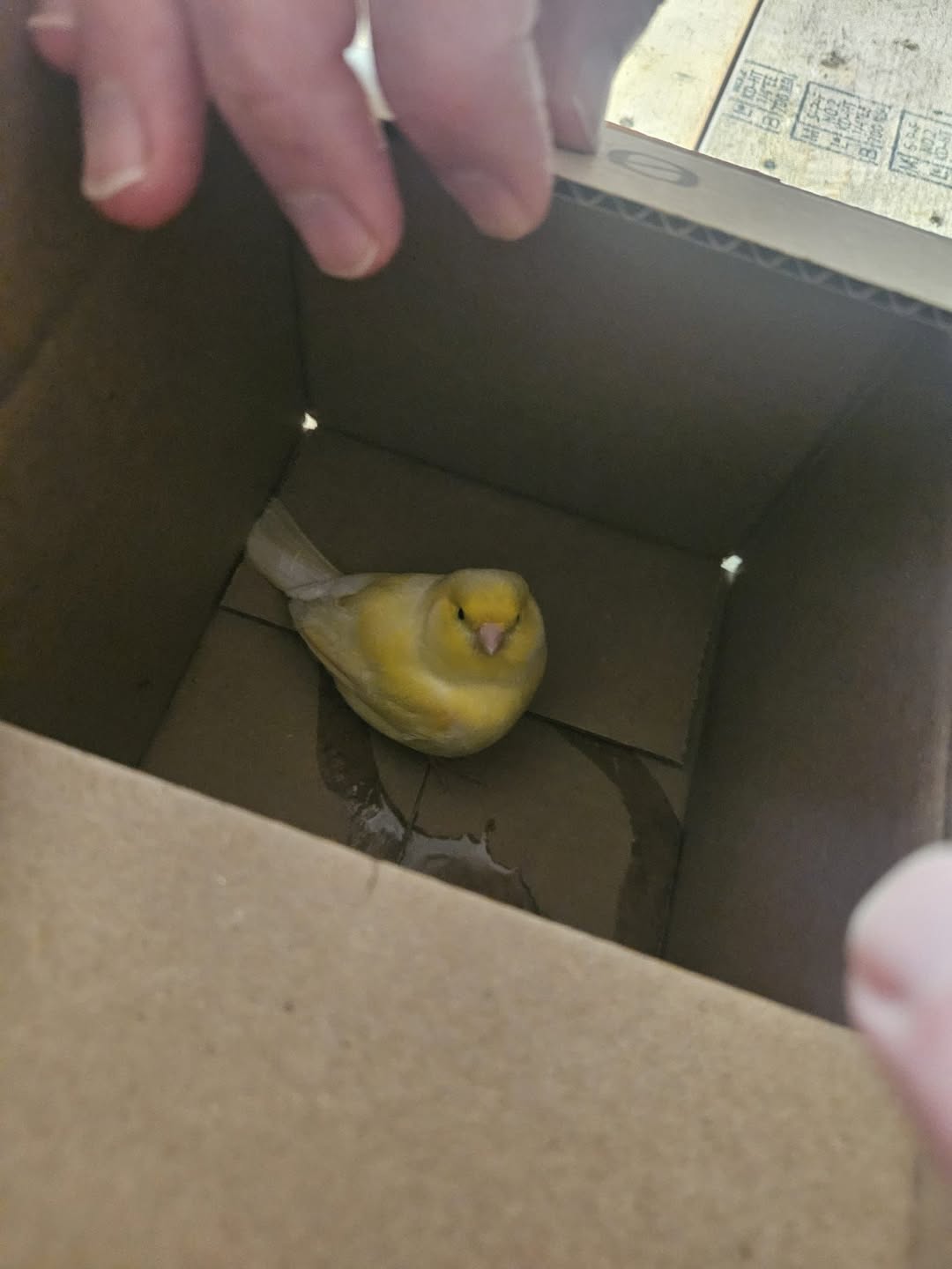 Found bird