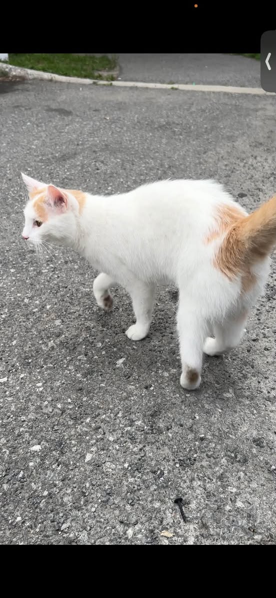Found Cat in Ontario