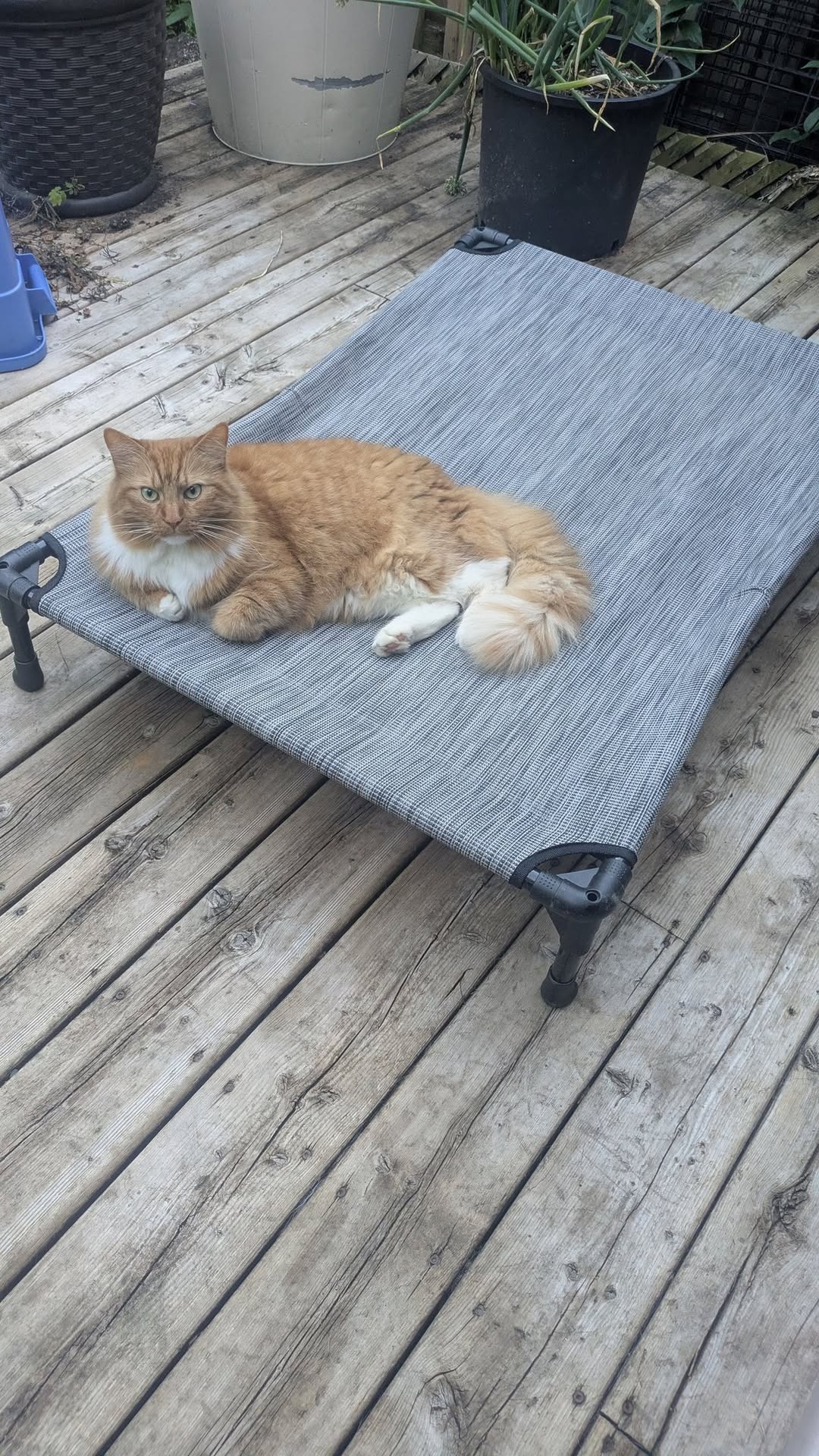 Lost Cat in Don Mills