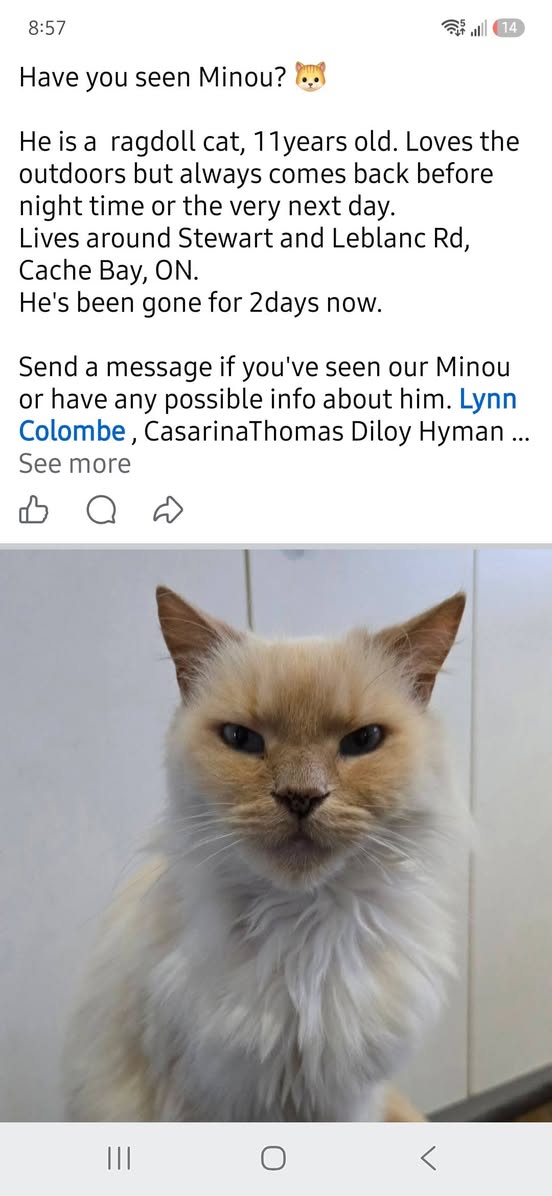 Lost Cat in Cache Bay