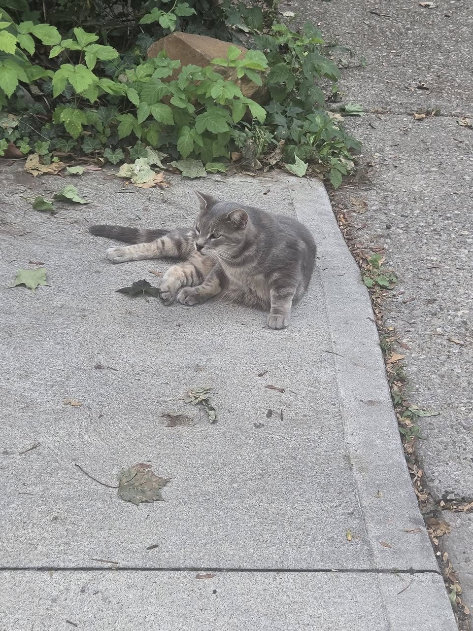 Found cat