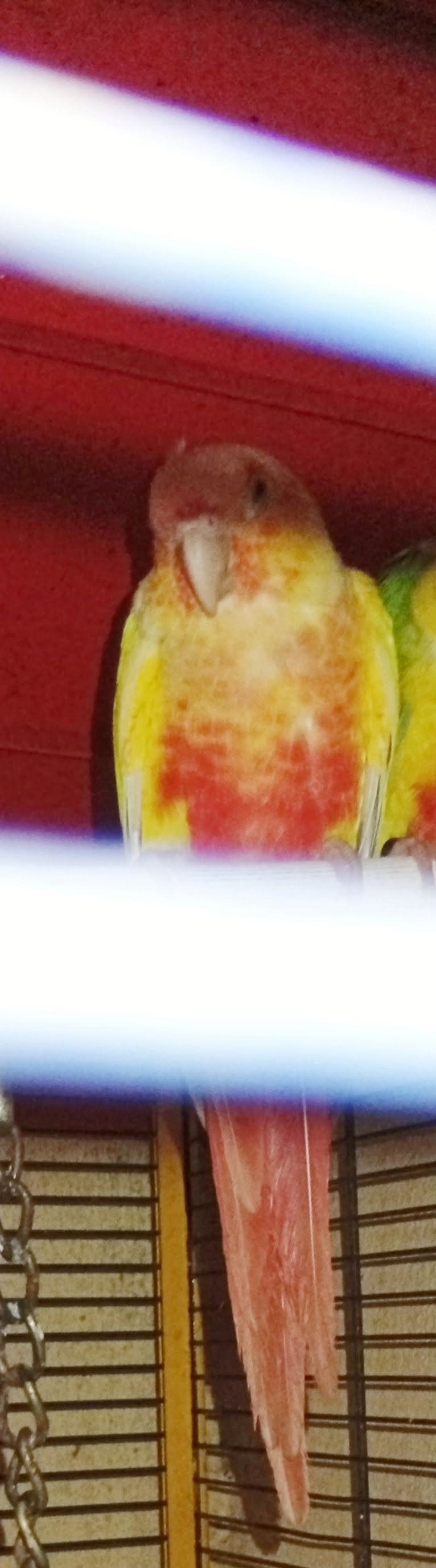Lost bird