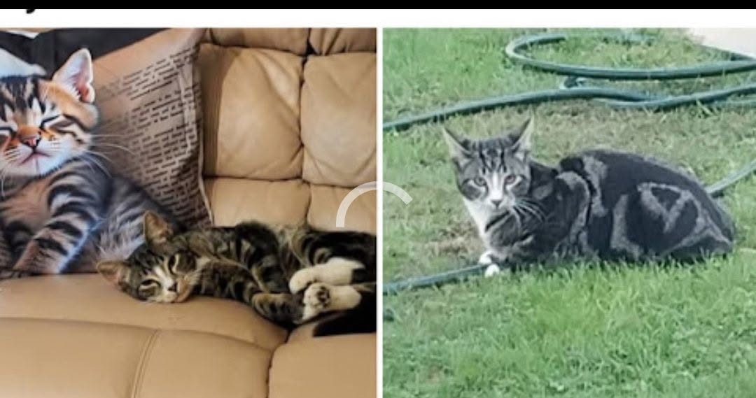 Lost Cat in Ballarat