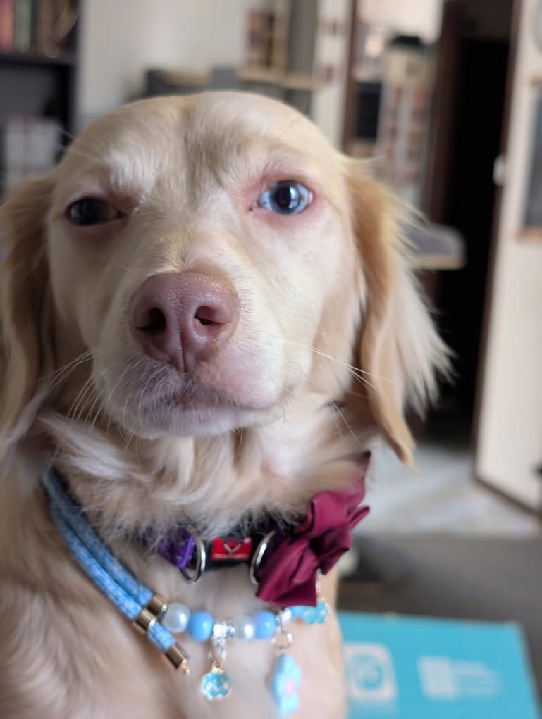 Lost dog