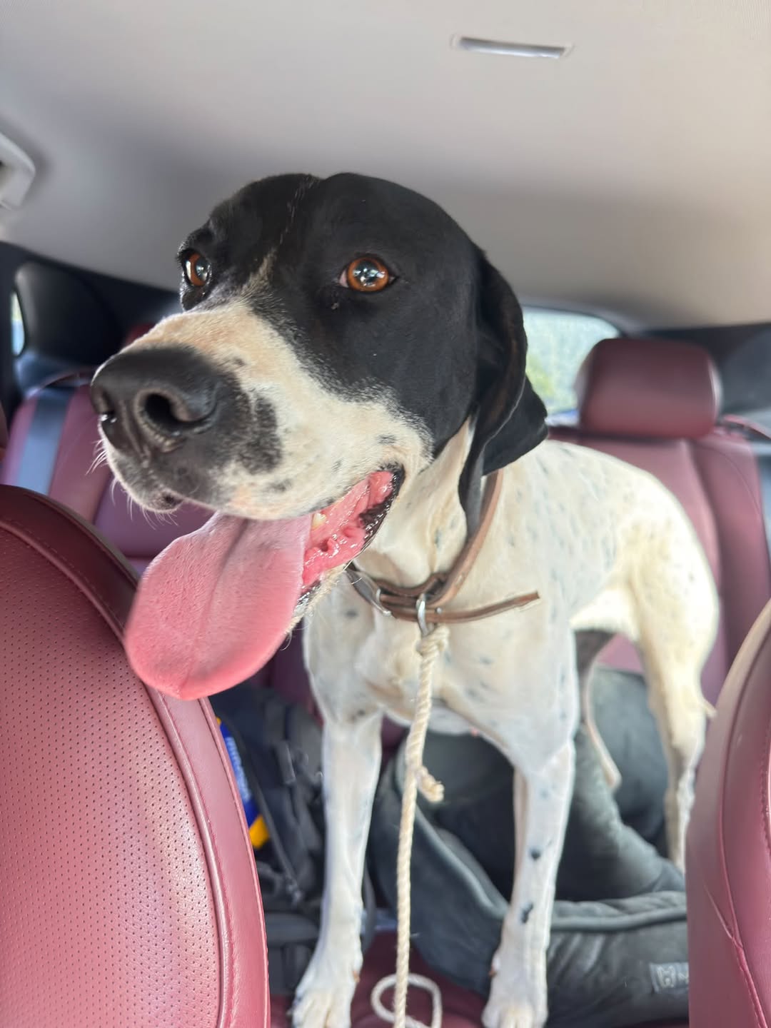 Found dog