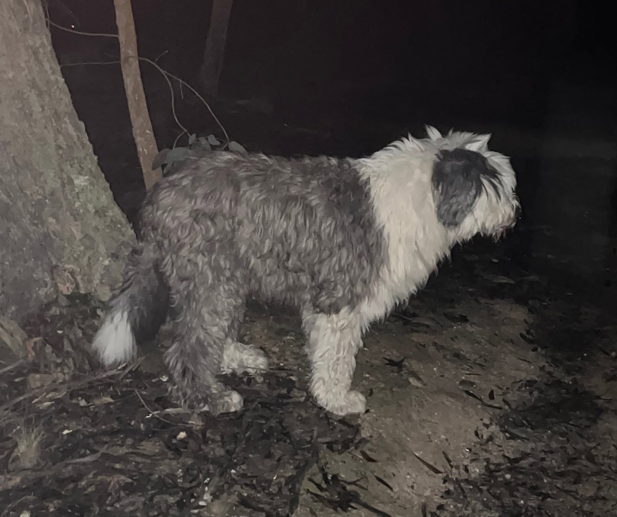 Found dog