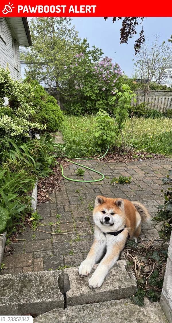 Lost dog