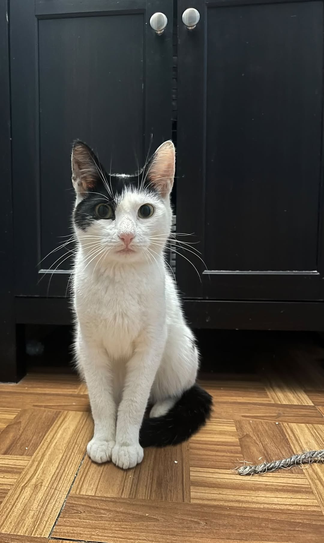 Found cat