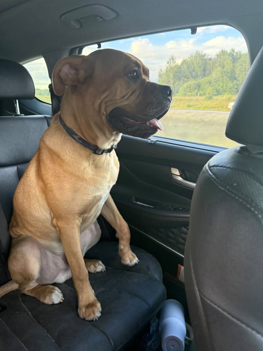 Lost dog