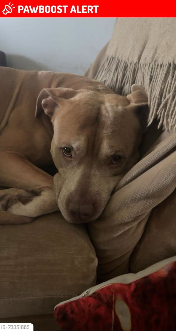 Lost Dog in Peterborough