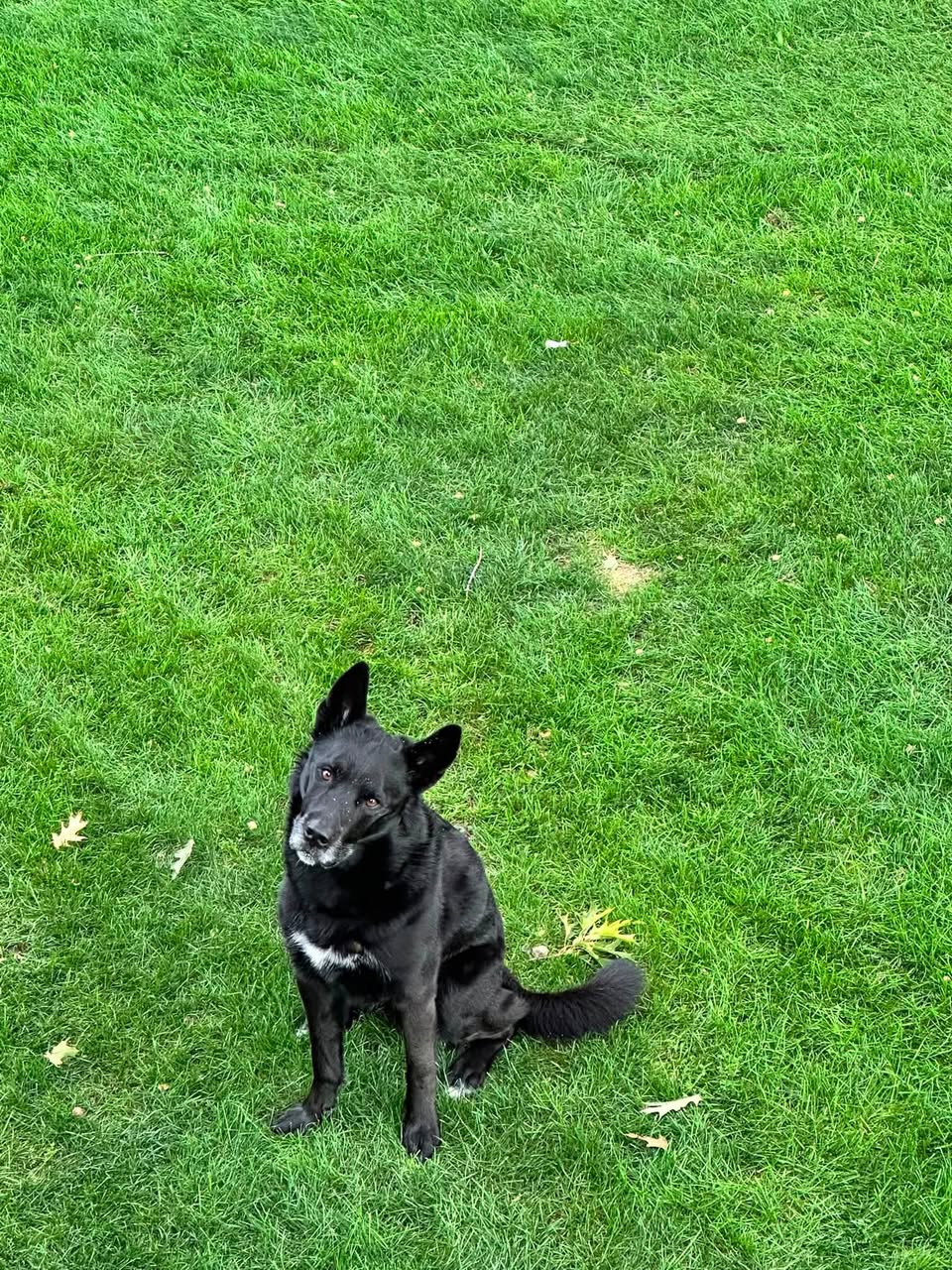 Found dog