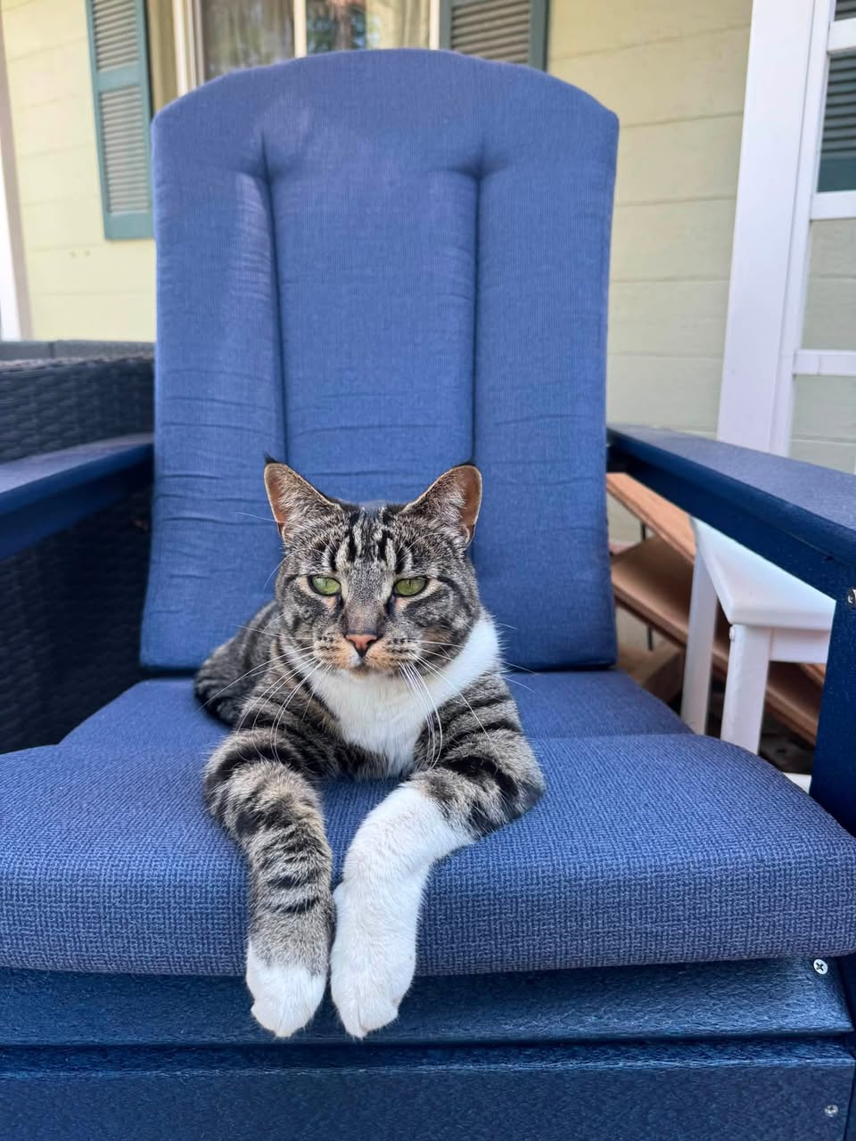 Lost cat
