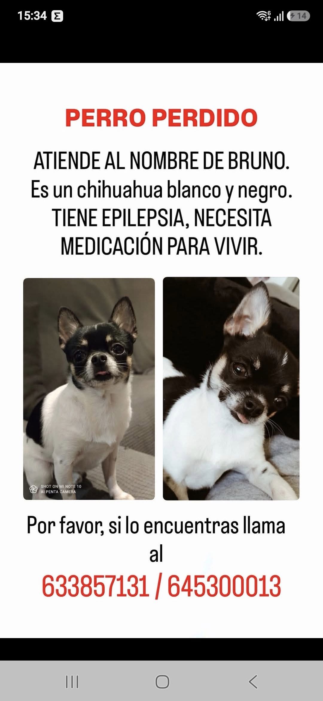 Lost Dog in Spain