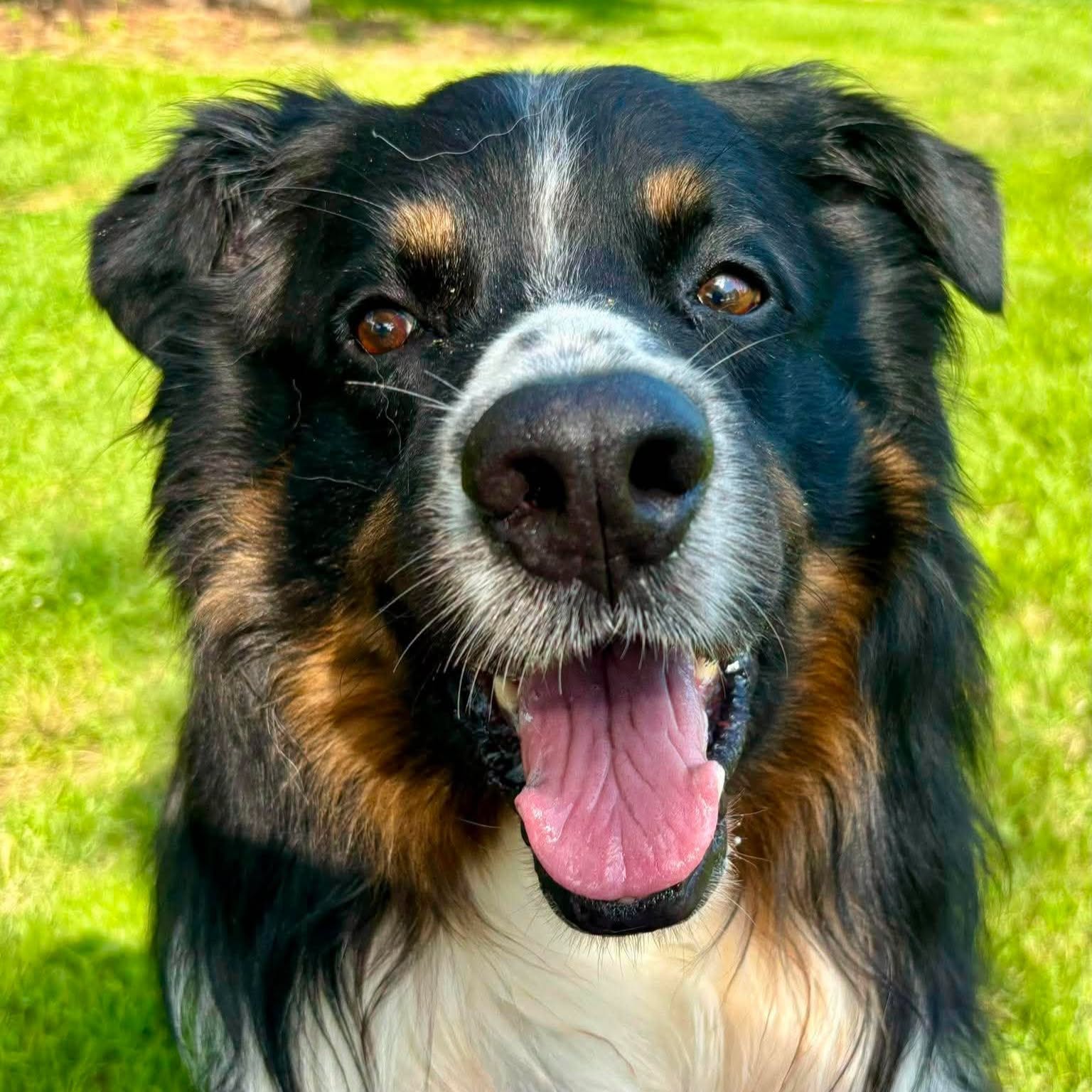 Found Dog in Ontario