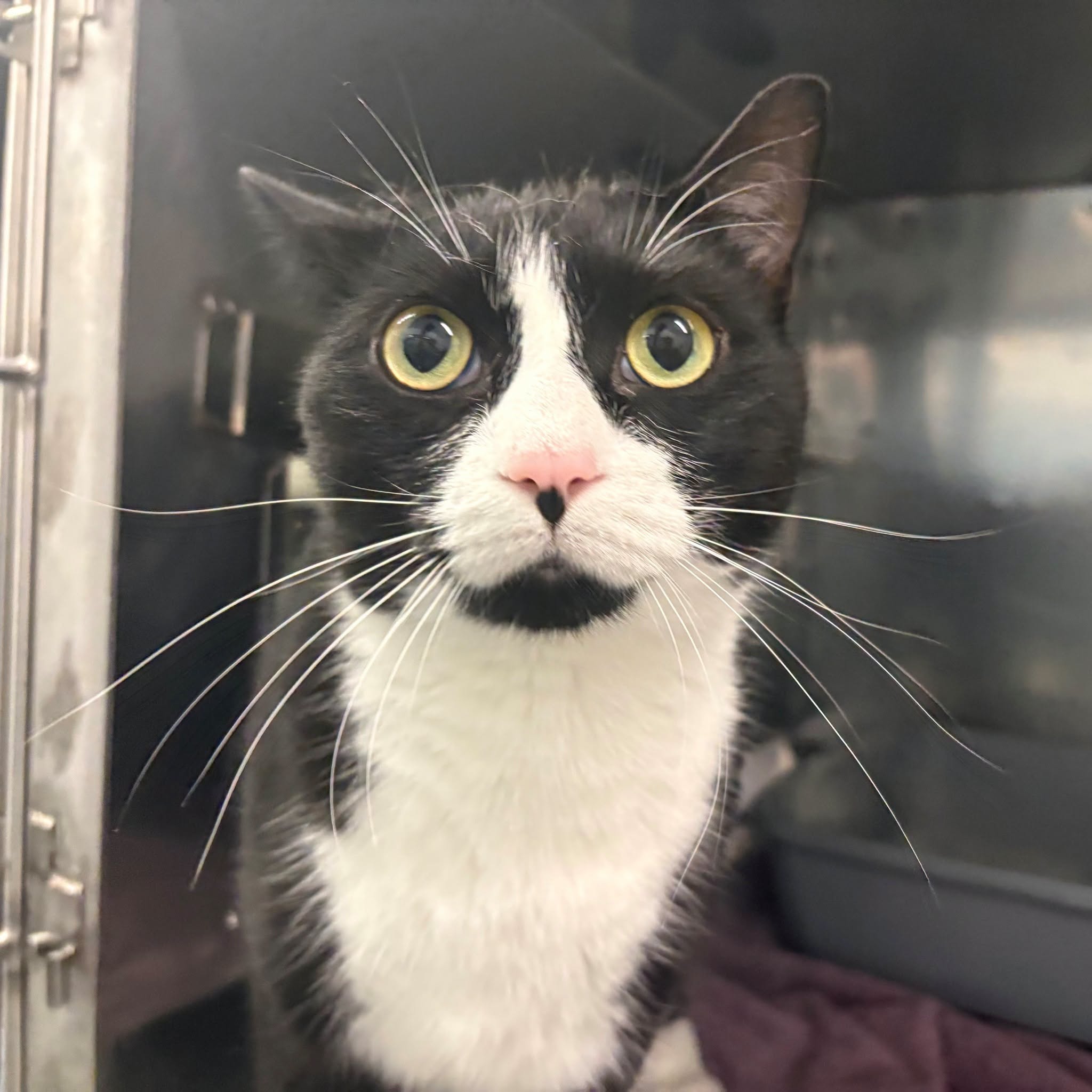 Found cat