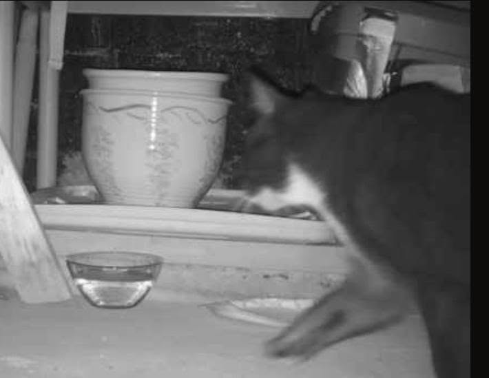 Found cat