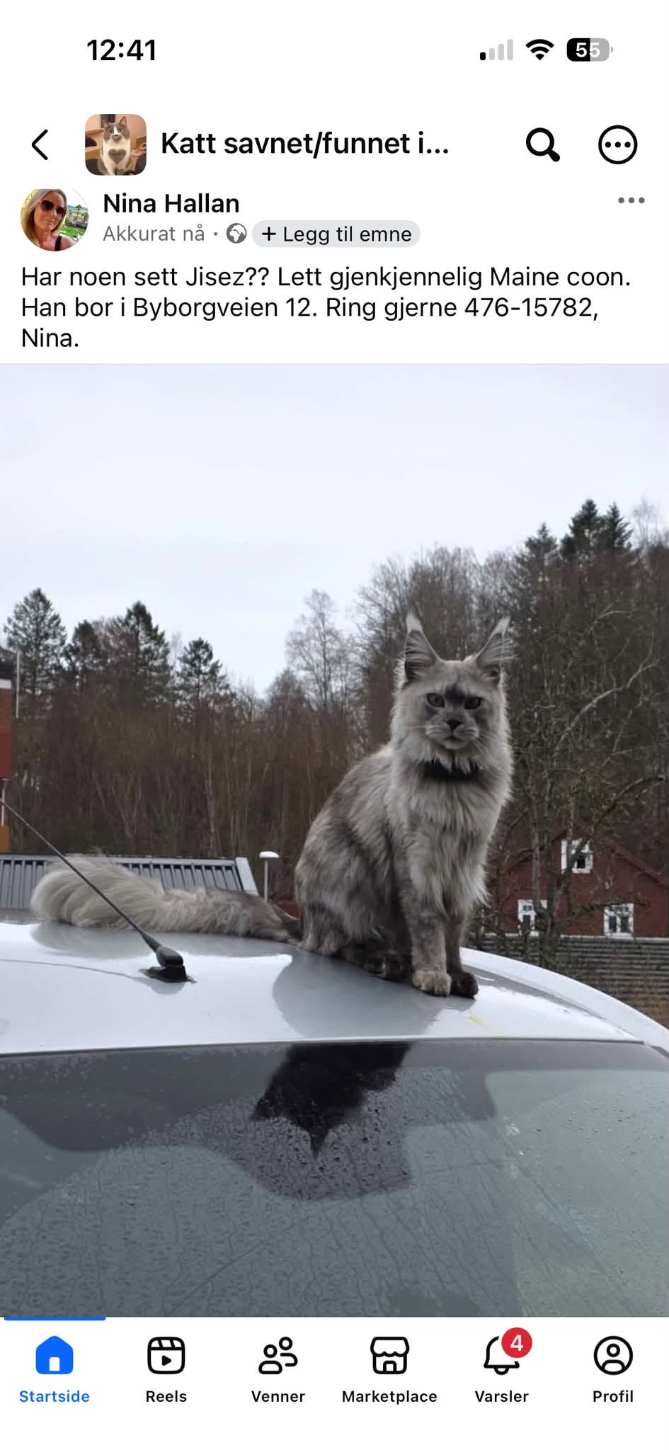 Lost cat