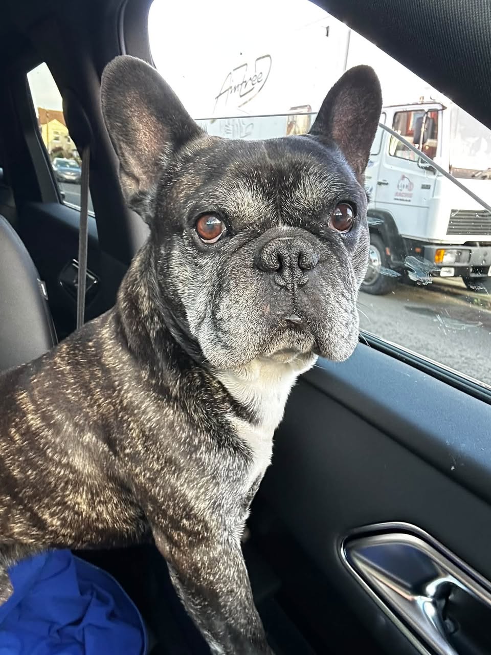 Found dog