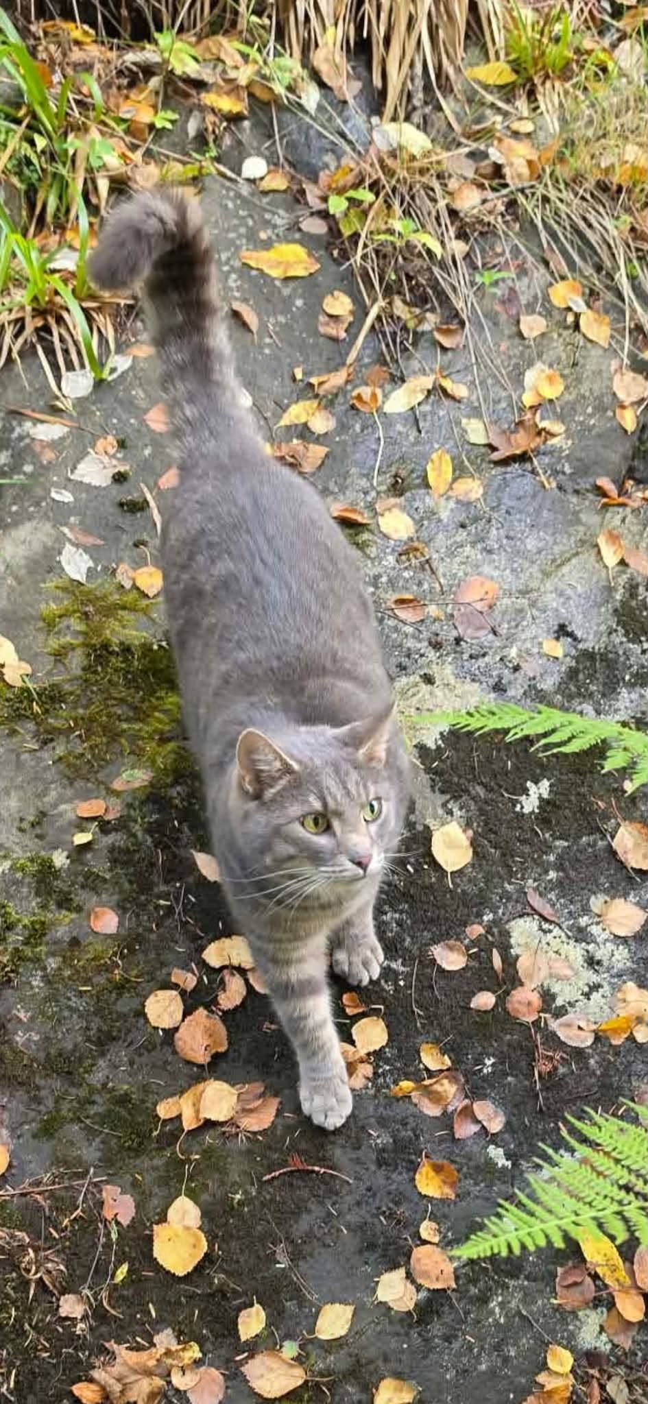 Found cat