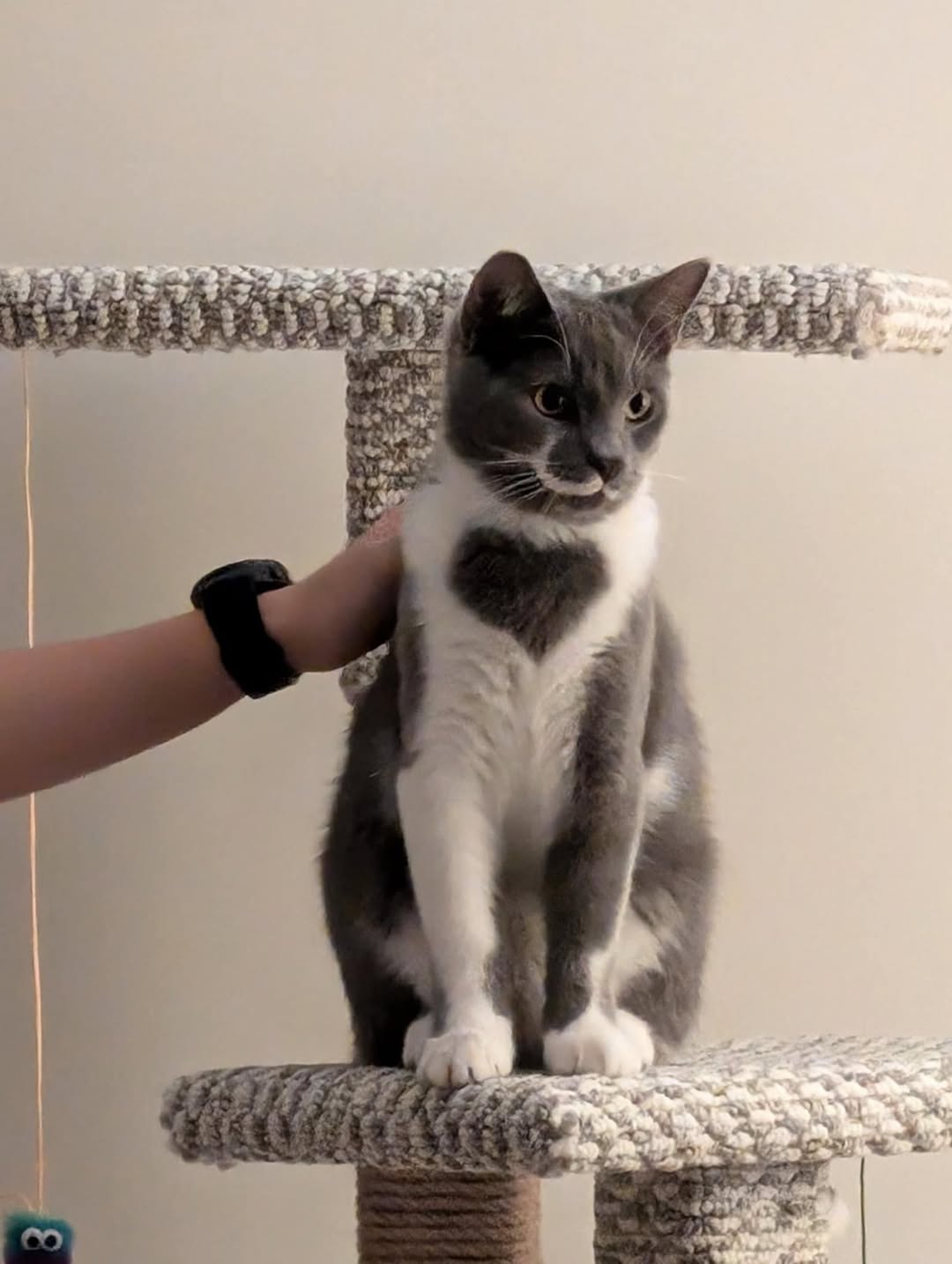 Lost Cat in Ontario