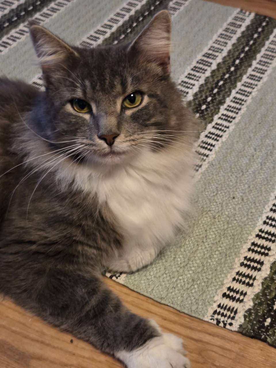Found cat