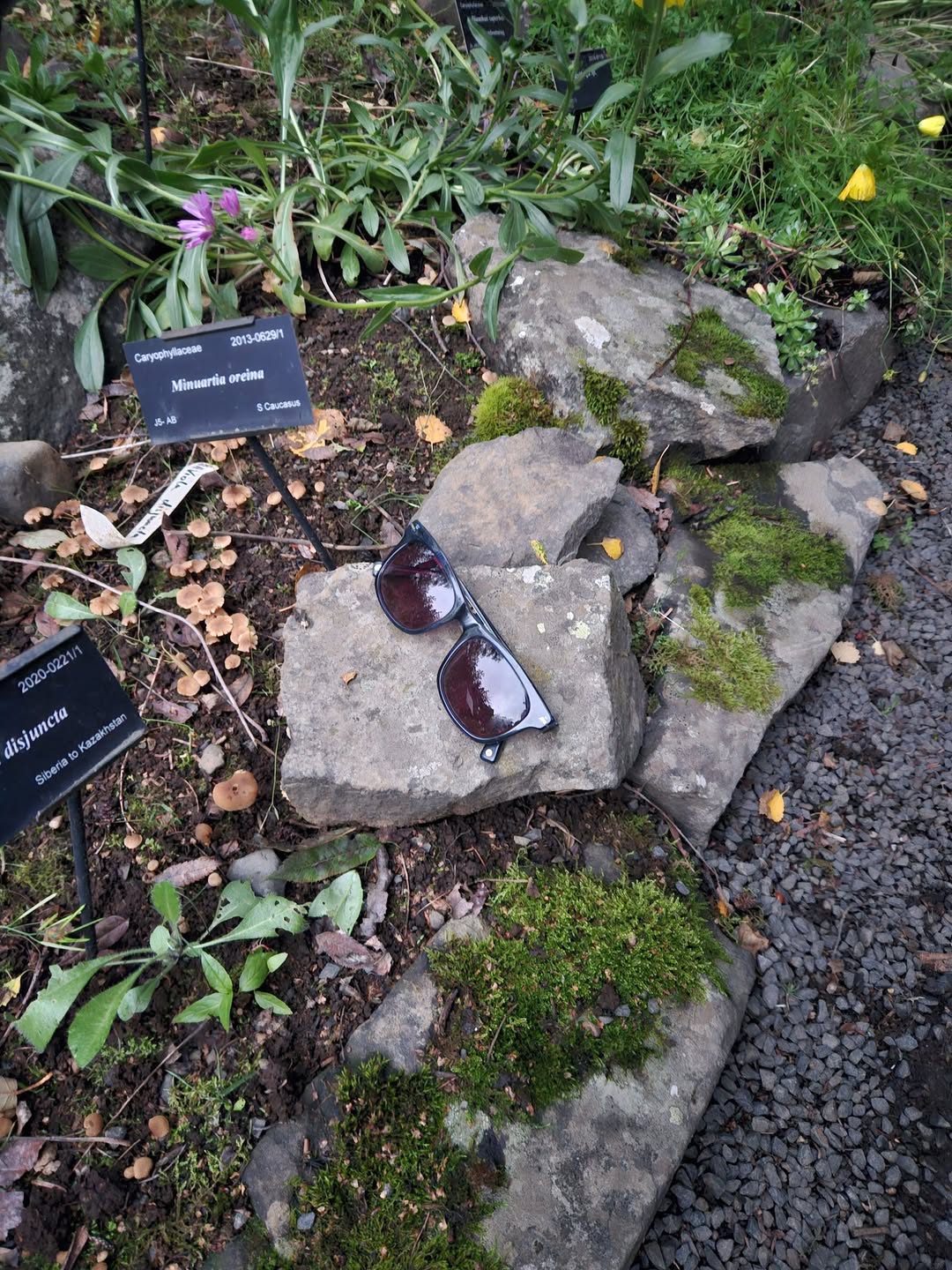 Found sunglasses