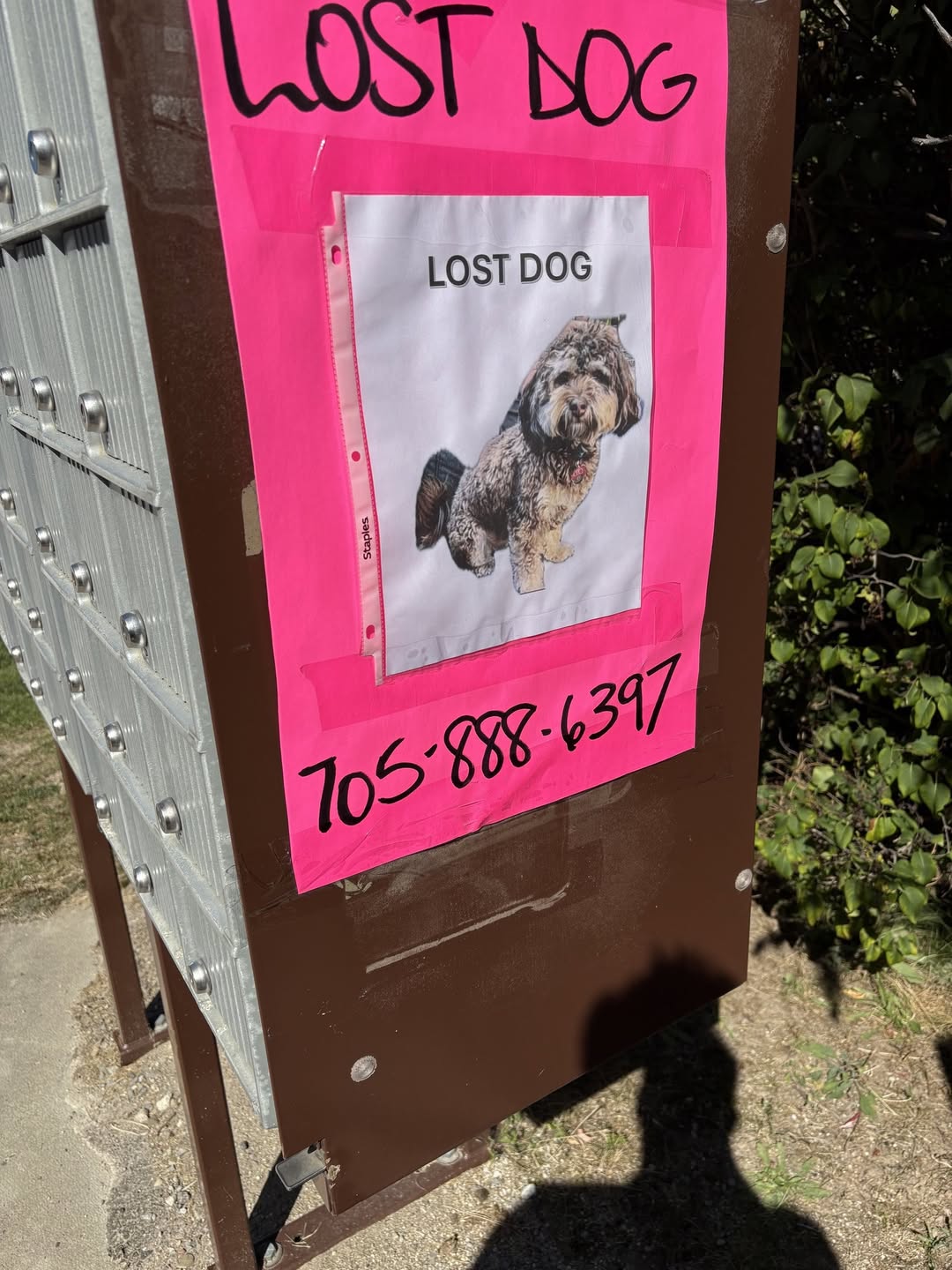 Lost Dog in Collingwood