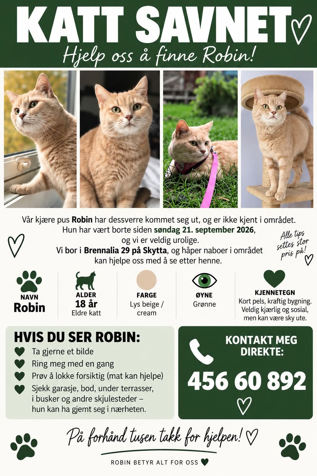 Lost Cat in Skytta