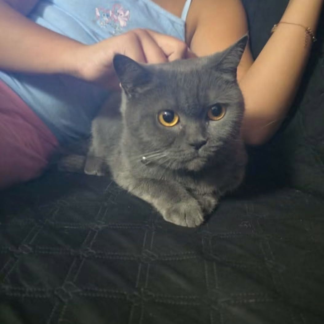 Lost Cat in Paola