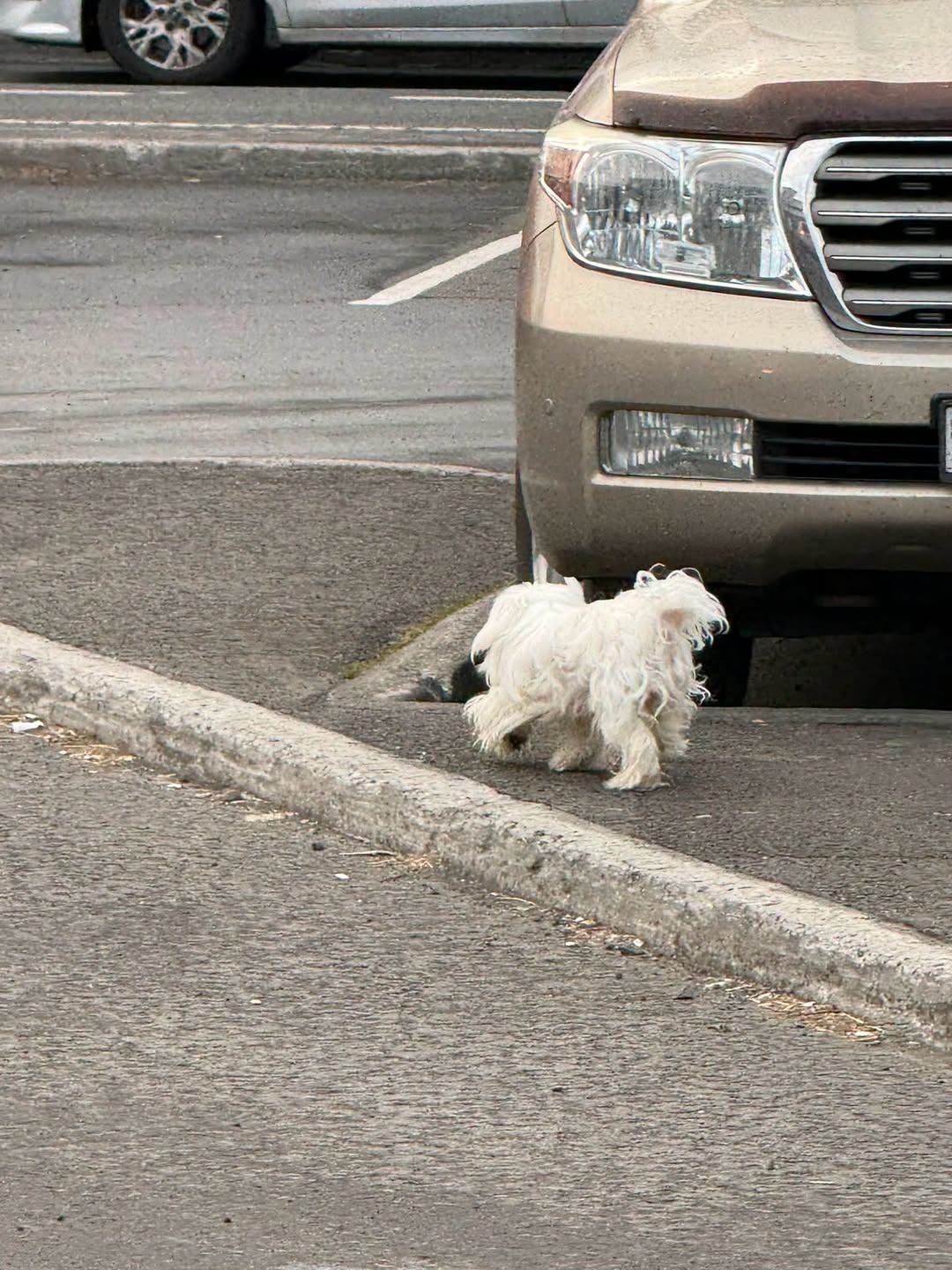 Found Dog in Akureyri
