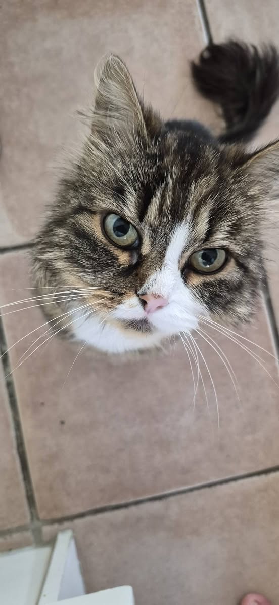 Found Cat in Switzerland