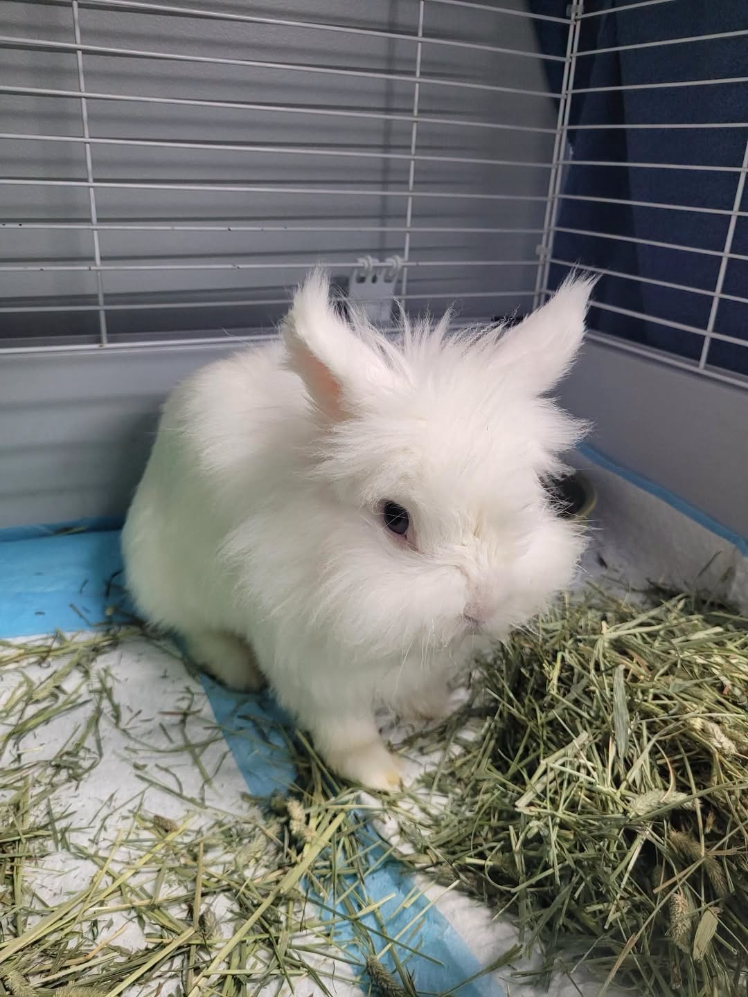 Found rabbit