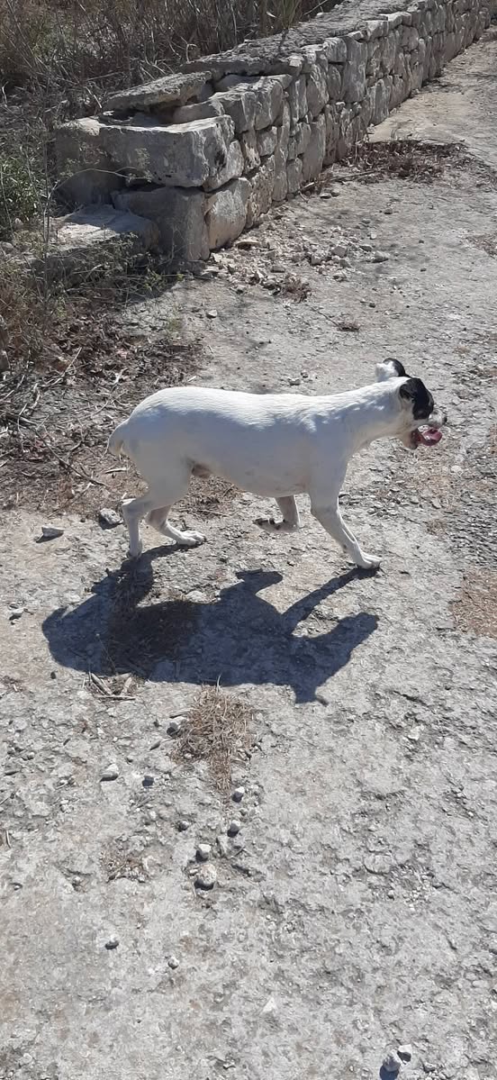 Found dog