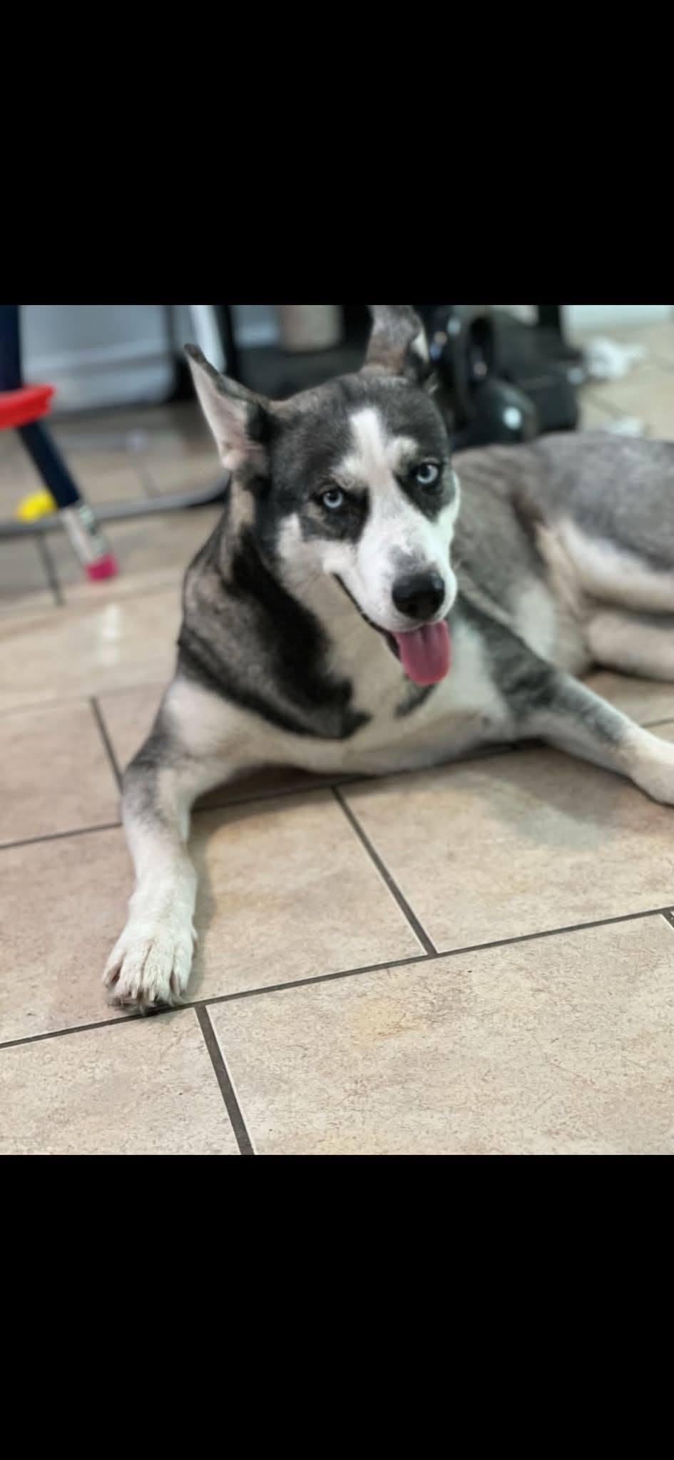 Lost dog