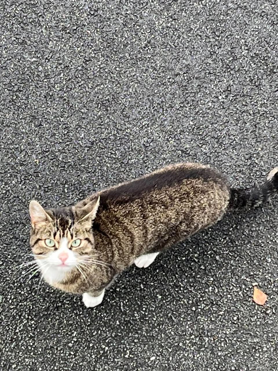Found cat