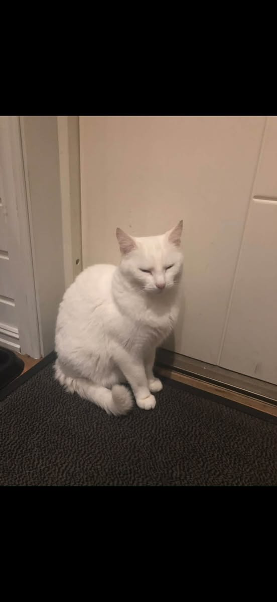 Lost Cat in Sandnes