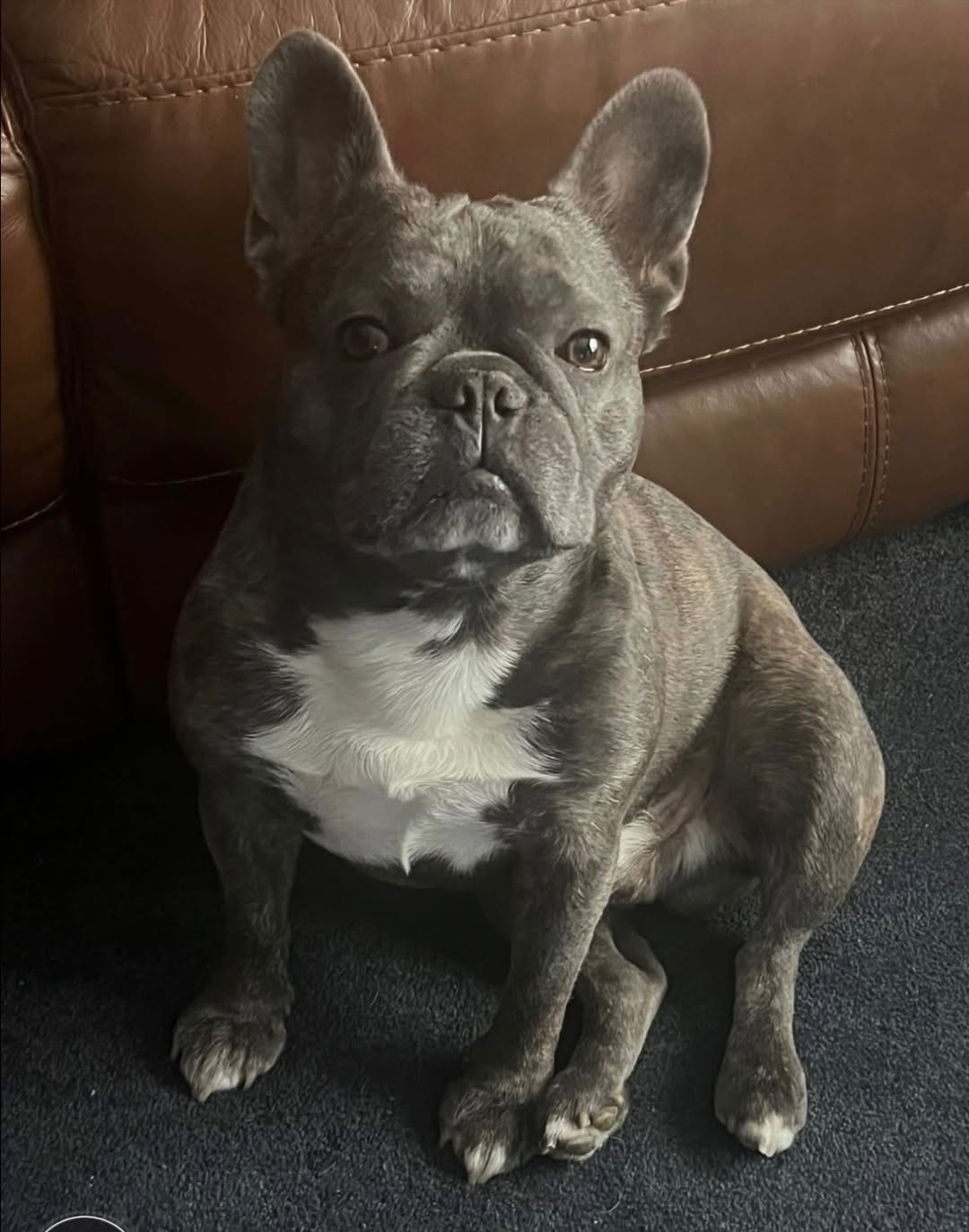 Lost dog