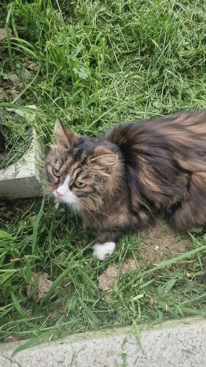 Found Cat in Zurzibiet