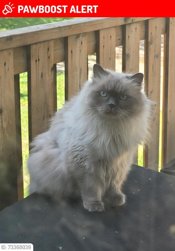 Lost Cat in Mississauga