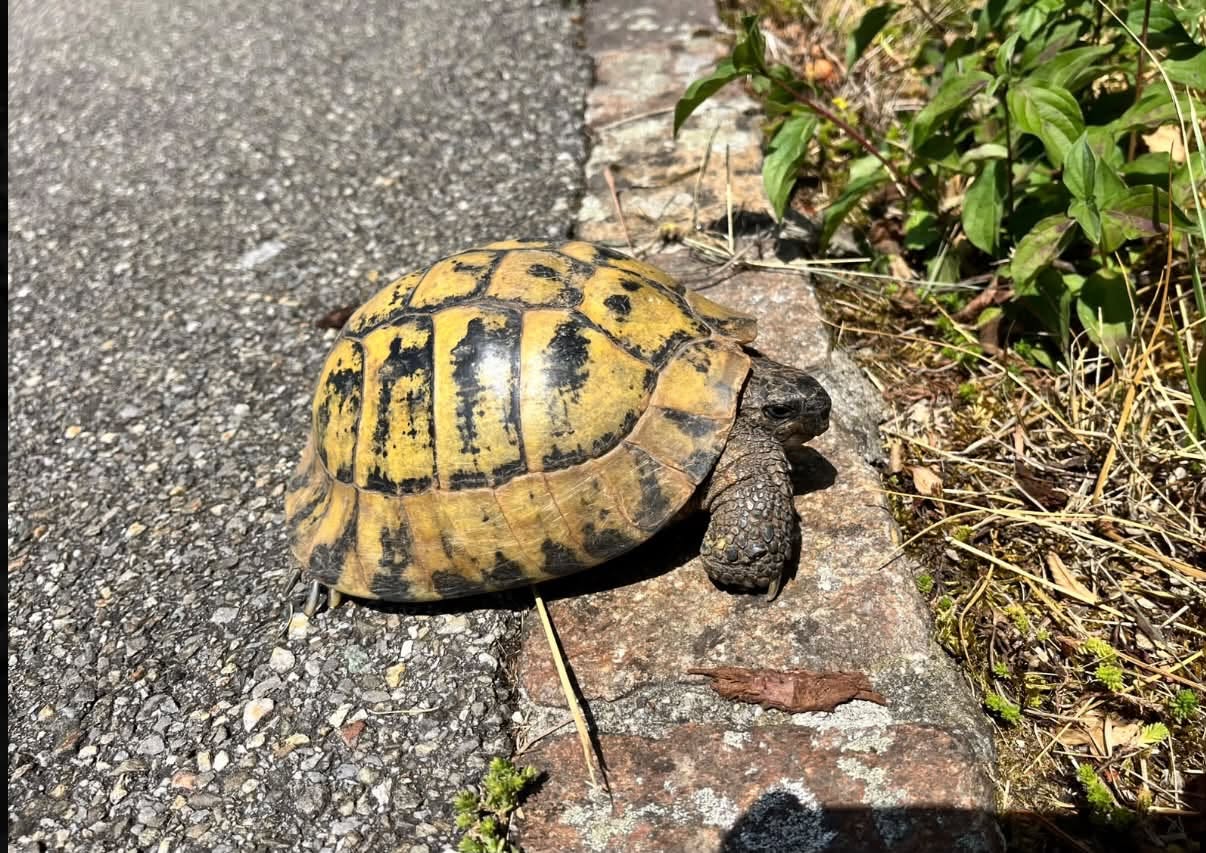 Found tortoise