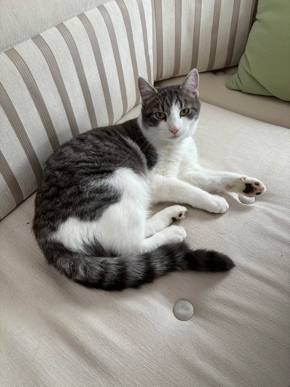 Lost Cat in Fredrikstad